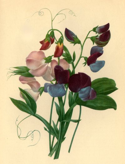 Sweet Peas: Lathyrus odoratus by Pierre Joseph Redouté