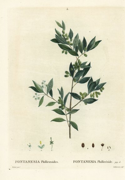 Syrian privet, Fontanesia phillyreoides. Handcoloured stipple engraving from Henri Louis Duhamel du Moncel