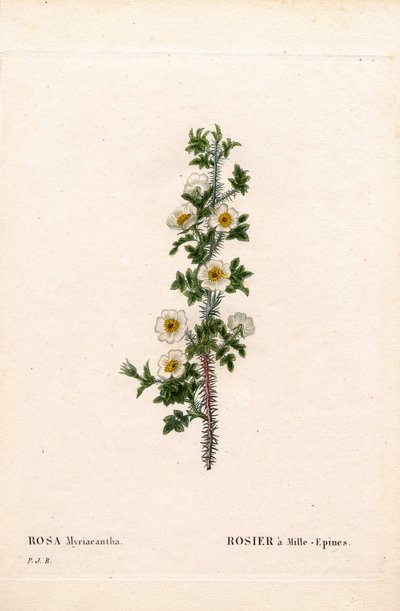 Thousand-Spined Rose, Rose Myriacantha, Rose a Thousand-Spines. Handcoloured Stipple Copperplate Engraving from Pierre Joseph Redoute