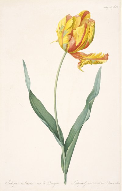 Tulipa Gesneriana var. Dracontia Parrot Tulip, 1816 by Pierre Joseph Redouté