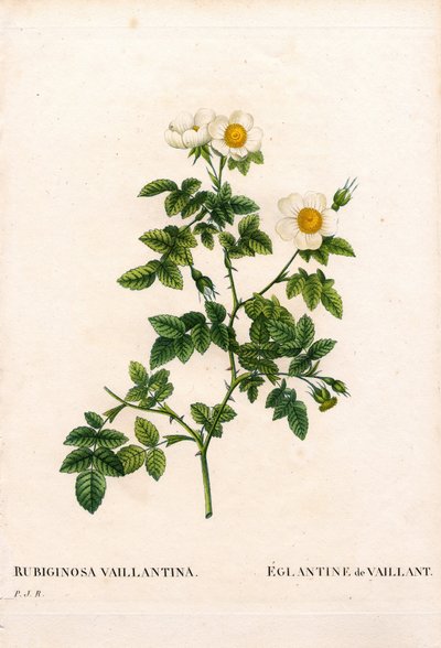 Vaillant