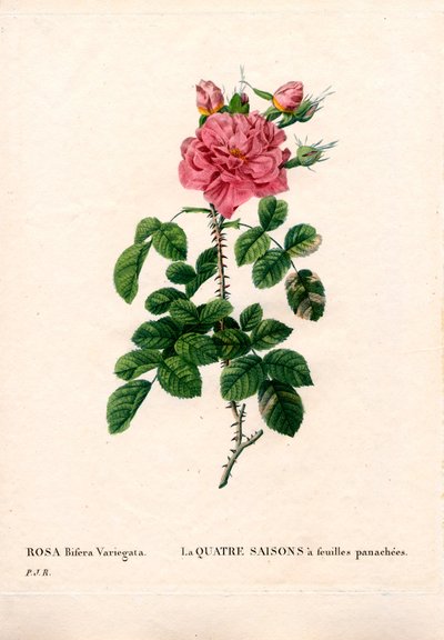Variegated Four Seasons pink, Rosa damascena var. bifera. Handcoloured stipple copperplate engraving from Pierre Joseph Redoute