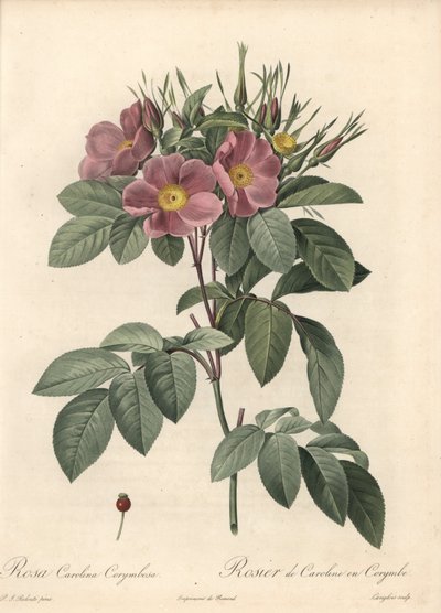 Virginia Rose, Dark Flowers - Illustration by Pierre Joseph Redoute, from Les Roses by Pierre Joseph Redouté