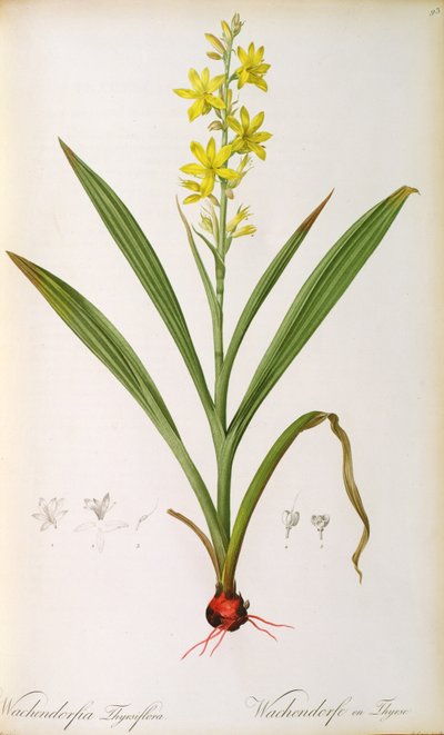 Wachendorfia Thyrsiflora, from 