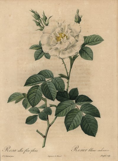 White rose, Rosa alba flore pleno by Pierre Joseph Redouté