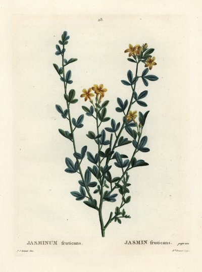 Wild or Yellow Jasmine, Jasminum fruticans by Pierre Joseph Redouté