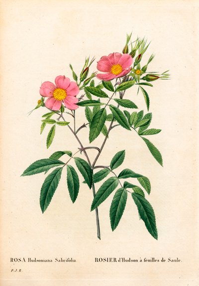 Willow-leaved pink marsh, Rosa palustris, Willow-leaved Hudson rose by Pierre Joseph Redouté