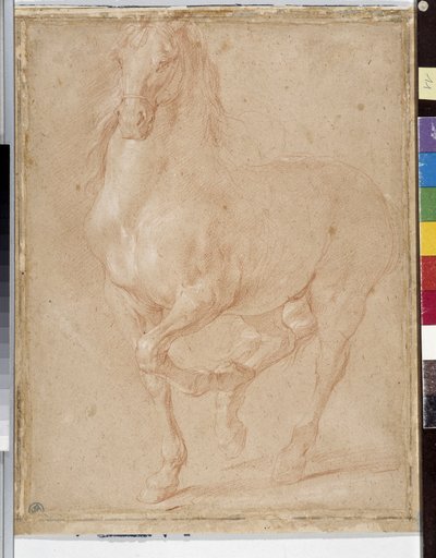 Horse study by Pierre Puget