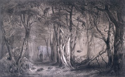 Virgin Forest on the Edge of the Blue Nile, from Voyages au Soudan Oriental et dans l