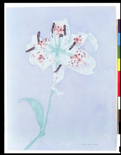 Lily, after 1921 by Piet Mondrian