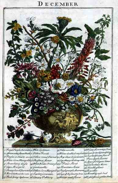 December, from The Flower Garden Displayed by Robert Furber, engraved by James Smith, pub. 1732 by Pieter (after) Casteels