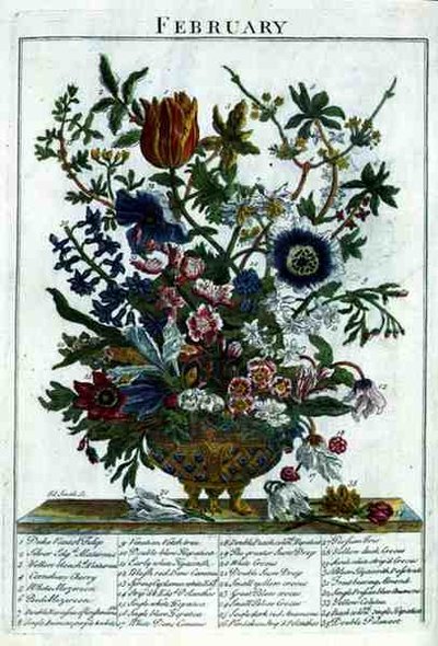 February, from The Flower Garden Displayed by Robert Furber, engraved by James Smith, pub. 1732 by Pieter (after) Casteels