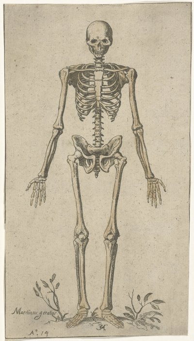 Male Skeleton, Front View by Pieter Feddes van Harlingen