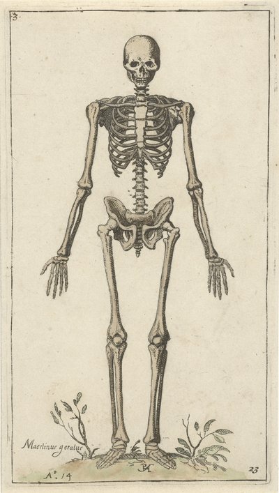 Male Skeleton Seen from the Front (series title: Anatomical Studies) by Pieter Feddes van Harlingen