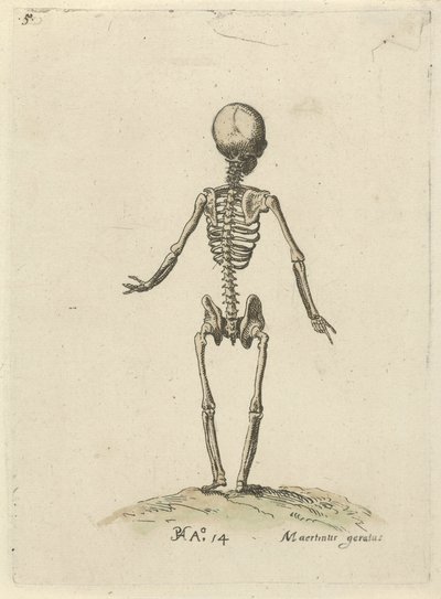 Skeleton, seen from behind by Pieter Feddes van Harlingen
