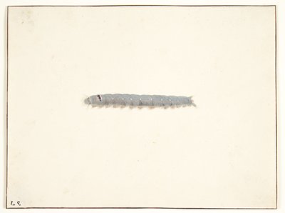 A Night Moth Larva by Pieter Holsteijn