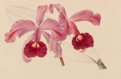 Originals of Publications on Horticulture and Arboriculture by Pieter Joseph de Pannemaeker