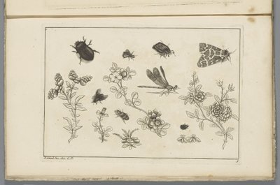 Flowering Branches with Insects by Pieter Schenk (II)