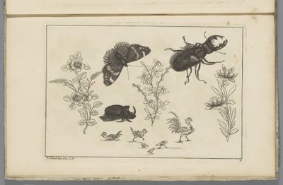 Three Flower Branches with Rhinoceros Beetle, Butterfly, and Beetle by Pieter Schenk (II)