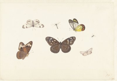 Sheet with Five Butterflies and Two Flies by Pieter Withoos