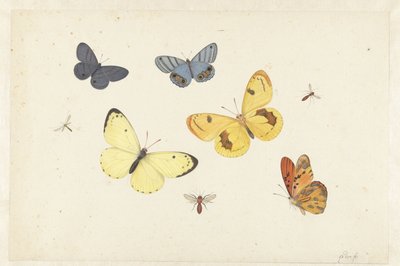 Sheet of Studies with Five Butterflies, a Wasp, and Two Flies by Pieter Withoos