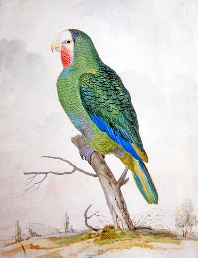 A Parrot in a Landscape by Pieter the Younger Holsteyn
