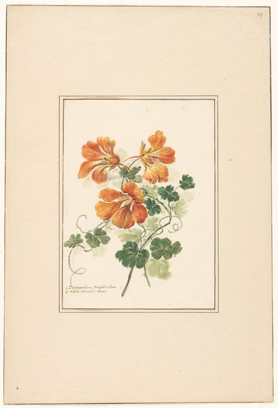 Branches of a Tropaeolum and a Violet by Pieter van Loo (attributed to)