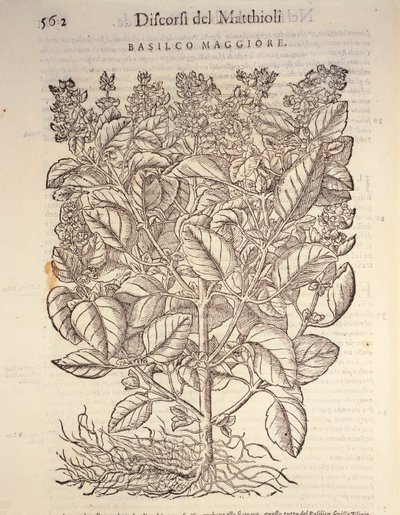 Basil (ocymum basilicum), engraving by Pier Andrea Mattioli by Pietro Andrea Mattioli
