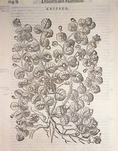 Caper Bush, engraving by Pier Andrea Mattioli by Pietro Andrea Mattioli
