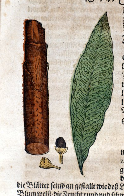 Cinnamoma. Engraving in 