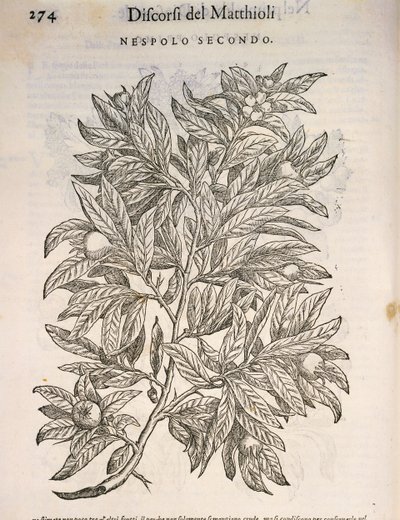 Common Medlar (Mespilus germanica), engraving by Pier Andrea Mattioli by Pietro Andrea Mattioli