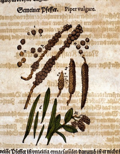 Common pepper. Engraving - in Kreutterbuch Dess Hochgelehrten unnd weitberuhmten Herrn D. Petri Andreae Matthioli by Pietro Andrea Mattioli (1500-1577). Frankfurt by Pietro Andrea Mattioli