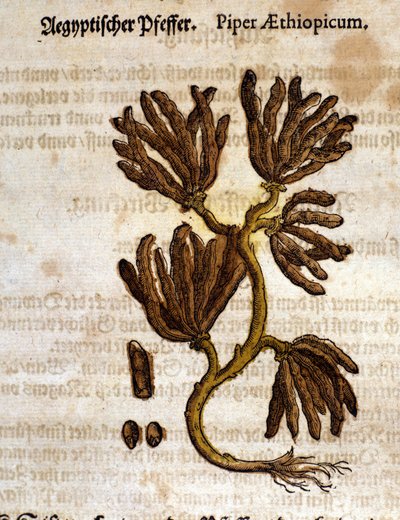 Ethiopia pepper. Engraving in 