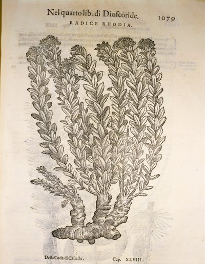 Golden Root or Roseroot (Rhodiola rosea), engraving by Pier Andrea Mattioli by Pietro Andrea Mattioli