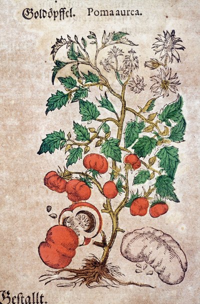 Herbarium: botanical planoma aureache representing a tomato plant (Caulis floridus). Engraving in “Kreutterbuch Des Hochgelehrten unnd weitberuhmten Herrn D. Petri Andreae Matthioli” by Pietro Andrea Mattioli by Pietro Andrea Mattioli