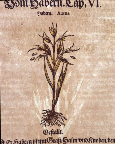 Herbarium: oats. Engraving - in 