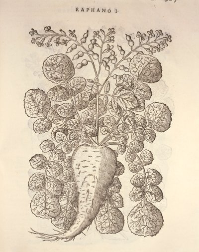 Horseradish (Armoracia rusticana), engraving by Pier Andrea Mattioli by Pietro Andrea Mattioli