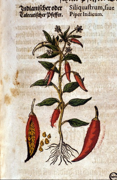 Indian pepper. Engraving in 