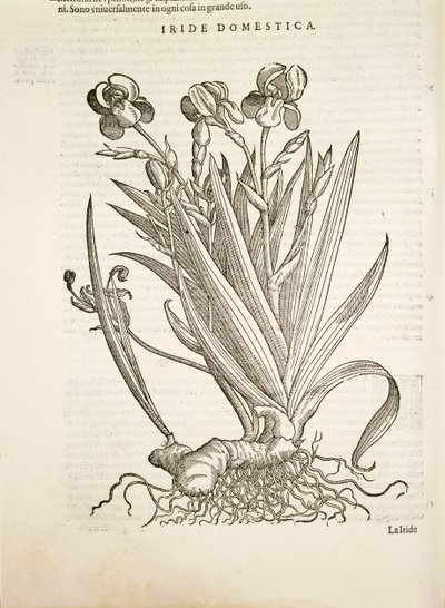 Iris (Iride domestica), engraving by Pier Andrea Mattioli by Pietro Andrea Mattioli