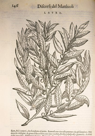 Laurel (Laurus), engraving by Pier Andrea Mattioli by Pietro Andrea Mattioli