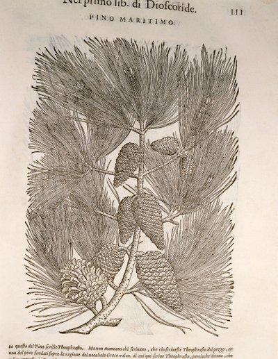 Maritime Pine (Pinus pinaster), engraving by Pier Andrea Mattioli by Pietro Andrea Mattioli