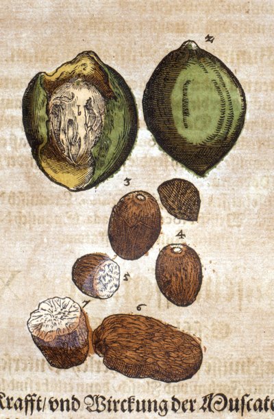 Nutmeg. Engraving in 