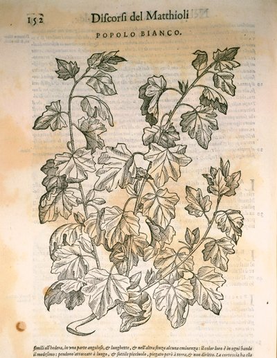 Poplar (Populus), engraving by Pier Andrea Mattioli by Pietro Andrea Mattioli