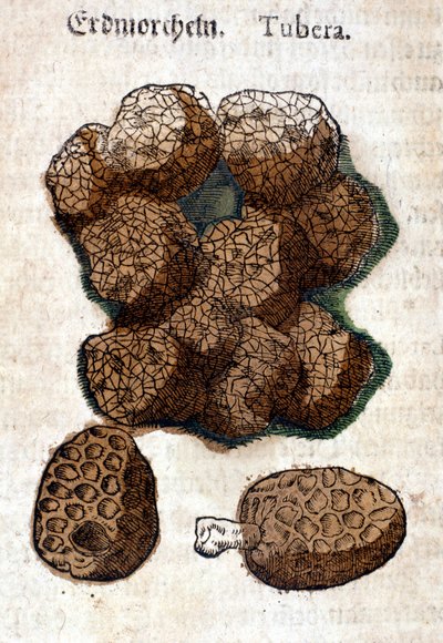 Potato. Engraving from 