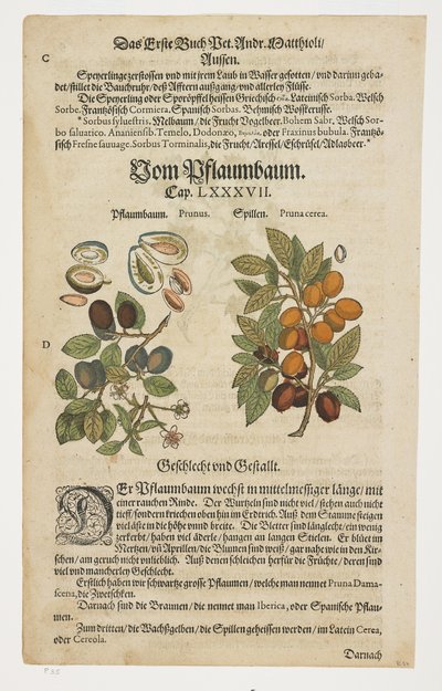 Prunes, Von Pflaumbaum, from Commentaries on the Six Books of Pedacius Dioscorides by Pietro Andrea Mattioli