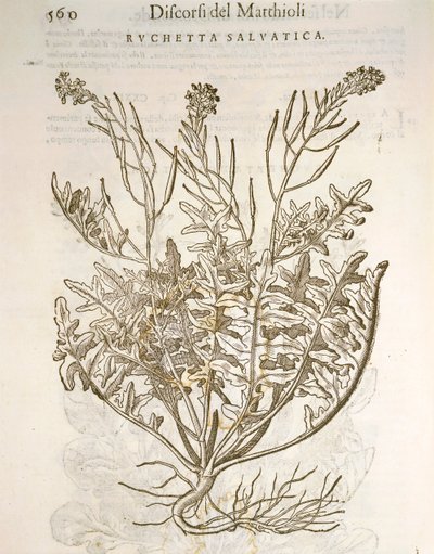 Rocket or arugula (Eruca sativa), engraving by Pier Andrea Mattioli by Pietro Andrea Mattioli
