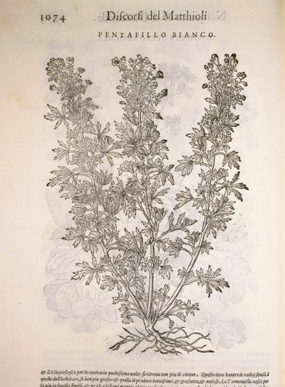 Silverweed (Potentilla alba), engraving by Pier Andrea Mattioli by Pietro Andrea Mattioli