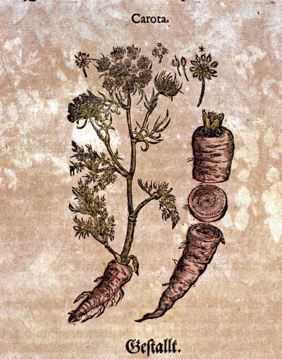 The carrot. Engraving in 