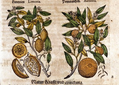 The citrus. Orange and lemon tree. Engraving - in Kreutterbuch Dess Hochgelehrten unnd weitberuhmten Herrn D. Petri Andreae Matthioli by Pietro Andrea Mattioli. Frankfurt by Pietro Andrea Mattioli