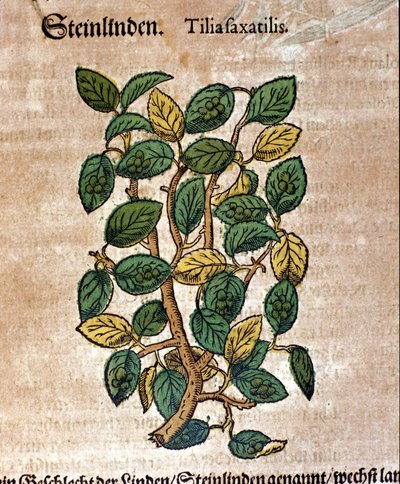 The linden tree. Engraving - in 
